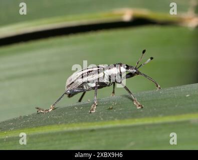 Diaprepes Wurzel Weevil Insektenkäfer Schädlingsbekämpfung Natur Landwirtschaft Blatt. Stockfoto