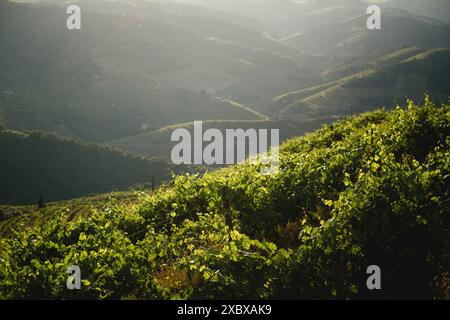 Weinberge des Douro-Tals, die bei einem sanften Regenschauer im Sonnenlicht getaucht sind, Portugal. Stockfoto