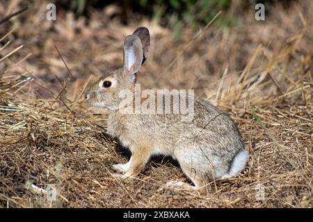 Sylvilagus audubonii, auch bekannt als Audubon's Cottontail, liegt in den Hügeln des Griffith Park, Los Angeles, Kalifornien, USA Stockfoto