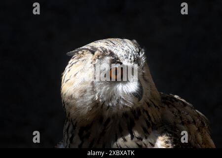 Eurasische Uhu, Bubo bubo sibiricus, auch bekannt als Uhu oder einfach Uhu. Es ist einer der größten Eulen und hat markante orange Augen. Stockfoto