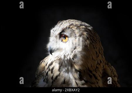 Eurasische Uhu, Bubo bubo sibiricus, auch bekannt als Uhu oder einfach Uhu. Es ist einer der größten Eulen und hat markante orange Augen. Stockfoto