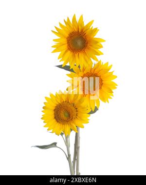 Drei Sonnenblumen auf weißem Hintergrund Stockfoto