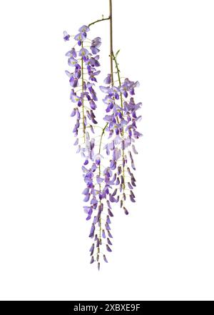 Zweig der Wisteria-Blüten isoliert auf weißem Hintergrund. Stockfoto