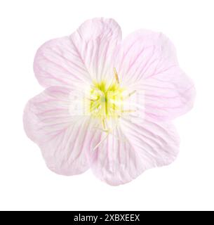 Nahaufnahme der hellrosa Pinkladies Blume isoliert auf weißem Hintergrund. Oenothera speciosa. Stockfoto