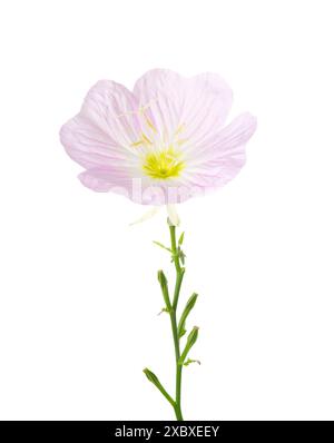 Hellrosa Blume von Pinkladies isoliert auf weißem Hintergrund. Oenothera speciosa. Großer Freiheitsgrad Stockfoto