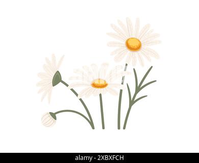 Kamillenblüte in Blühvektor-Illustration isoliert auf weißem Hintergrund Stock Vektor
