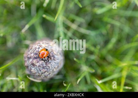 Nahaufnahme einer Käferin, die im Sommer auf einem Kiefernzapfen im grünen Gras sitzt. In Norwegen aufgenommen. Stockfoto