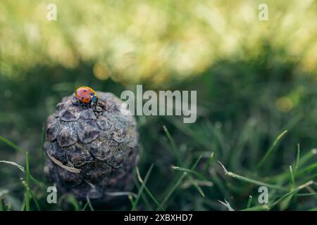 Nahaufnahme einer Käferin, die im Sommer auf einem Kiefernzapfen im grünen Gras sitzt. In Norwegen aufgenommen. Stockfoto