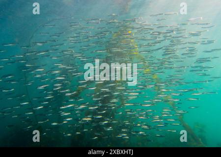 Die Schule des pazifischen Herings in Vancouver Island, British Columbia, Kanada. Stockfoto