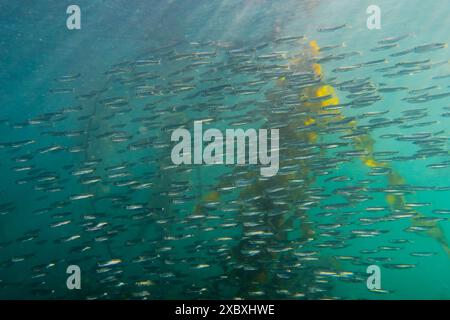 Heringsschule im Pazifischen Nordwesten, British Columbia, Kanada. Stockfoto