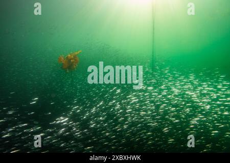 Heringsschule schwimmt an einem Stierseetang im pazifischen Nordwesten, Kanada. Stockfoto