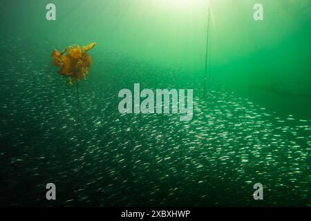 Schule des pazifischen Herings schwimmt bei einem Stierseetang forrest in British Columbia, Kanada. Stockfoto