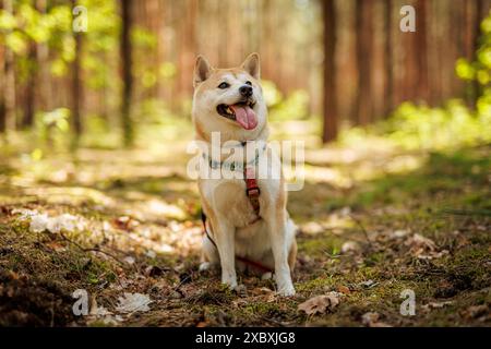 Ein fröhlicher Shiba Inu Hund steht an der Leine in einem sonnendurchfluteten Wald Stockfoto