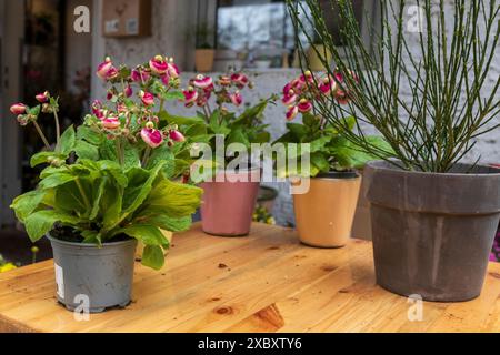 Calceolaria integrifolia in Töpfen auf einem Tisch vor einem Geschäft zur Dekoration. Stockfoto