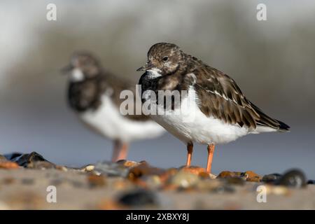 Turnstone, Ruddy Turnstone, Arenaria Interpres, erwachsener Vogel, Ywo Vögel an der Küste Norfolk Stockfoto