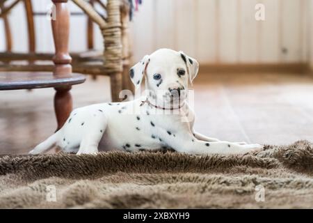 Kleiner süßer Hund mit bequemem Bett, entspannter Schlaf, Blick in die Kamera. Nahaufnahme-Welpe, der zu Hause auf dem Boden liegt und eine Pause macht, an einem guten warmen Wochenende Stockfoto