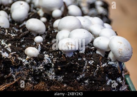 Anbau von weißen Champignons Pilzen, Myzel wachsen von Kompost zu Hülle auf Bio-Bauernhof in den Niederlanden, Lebensmittelindustrie in Europa, Nahaufnahme Stockfoto