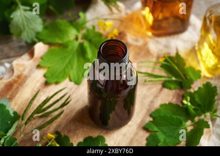 Eine Flasche große Cellandine oder Tetterwurztinktur mit frisch blühenden Zweigen Stockfoto