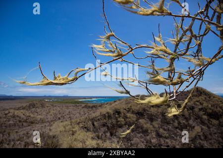 Bartflechte eines alten Mannes auf einem Ast von einem Aussichtspunkt aus gesehen an der Küste der Isla Isabela, einer der Galapagos-Inseln in Ecuador Stockfoto