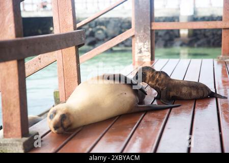 Seelöwen entspannen sich an einem Strand auf Isla Isabela, einer der Galapagos-Inseln in Ecuador Stockfoto