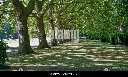 Schöne, von Bäumen gesäumte Rheinpromenade in Koblenz, einer beliebten und historischen Stadt, an der sich Mosel und Rhein treffen. Stockfoto