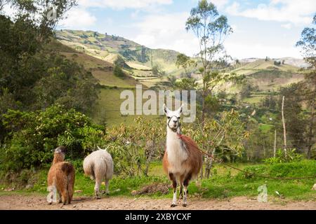 Landschaften, Viehzucht und Berglandschaften entlang der Quilotoa Loop, eine mehrtägige Wanderung in den Anden von Ecuador Stockfoto