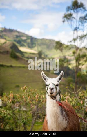 Landschaften, Viehzucht und Berglandschaften entlang der Quilotoa Loop, eine mehrtägige Wanderung in den Anden von Ecuador Stockfoto