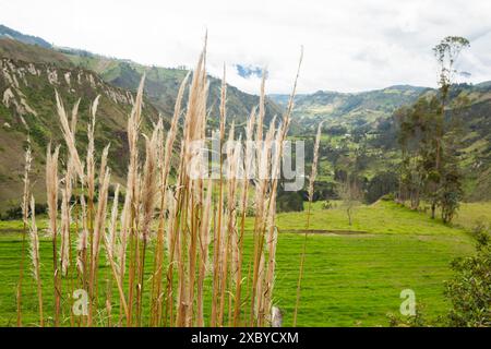 Landschaften, Viehzucht und Berglandschaften entlang der Quilotoa Loop, eine mehrtägige Wanderung in den Anden von Ecuador Stockfoto