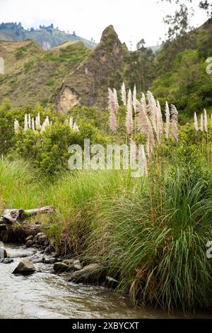 Landschaften, Viehzucht und Berglandschaften entlang der Quilotoa Loop, eine mehrtägige Wanderung in den Anden von Ecuador Stockfoto