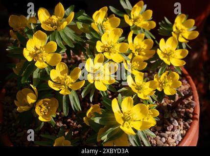 Winteraconit, Eranthis x tubergenii, Ranunculaceae. Es ist eine Kreuzung zwischen Eranthis cilicica und Eranthis hyemalis gartenbaulichen Ursprungs. Stockfoto