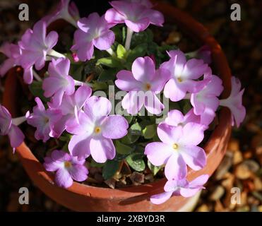 Primula allionii 'Malcolm', Primulaceae. Frankreich und Italien, Europa. Primula allionii ist eine blühende Pflanzenart aus der Familie der Primulaceae. Stockfoto