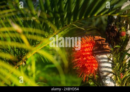 Ein Kalliandra im Yasuni-Nationalpark im Amazonas-Regenwald Ecuadors Stockfoto