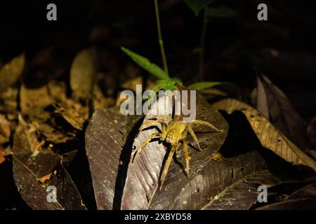 Eine große Bananenspinne im Yasuni-Nationalpark in Ecuadors Amazonas-Regenwald Stockfoto