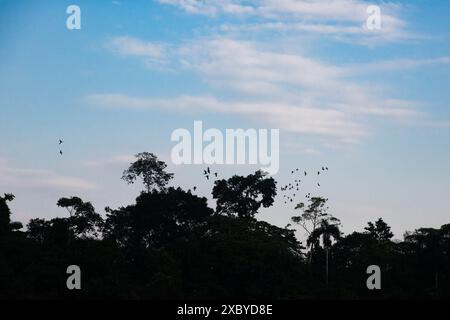 Eine Szene im Yasuni-Nationalpark in Ecuadors Amazonas-Regenwald Stockfoto