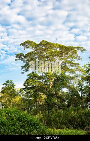 Eine Szene im Yasuni-Nationalpark in Ecuadors Amazonas-Regenwald Stockfoto