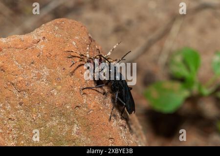 Eine Spinnenwespe (Java sp), auch bekannt als Spinnenjagdwespe, trägt einen gelähmten Rotpunktweber (Neoscona triangula) in seine Höhle Stockfoto