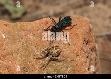 Eine Spinnenwespe (Java sp), auch bekannt als Spinnenjagdwespe, trägt einen gelähmten Rotpunktweber (Neoscona triangula) in seine Höhle Stockfoto