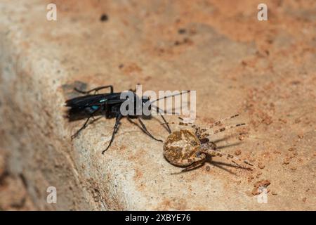 Eine Spinnenwespe (Java sp), auch bekannt als Spinnenjagdwespe, trägt einen gelähmten Rotpunktweber (Neoscona triangula) in seine Höhle Stockfoto