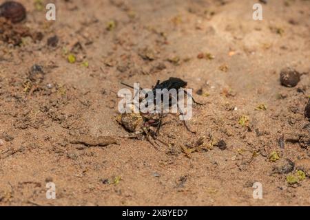 Eine Spinnenwespe (Java sp), auch bekannt als Spinnenjagdwespe, trägt einen gelähmten Rotpunktweber (Neoscona triangula) in seine Höhle Stockfoto