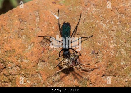 Eine Spinnenwespe (Java sp), auch bekannt als Spinnenjagdwespe, trägt einen gelähmten Rotpunktweber (Neoscona triangula) in seine Höhle Stockfoto