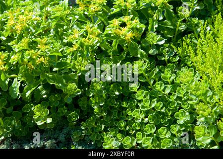 Grüne Hecke Busch Laub dekorativ formell Gartenwand üppige Kulisse Grün Natur Hintergrund Bodenabdeckung Stockfoto