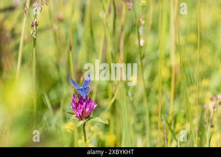 Mazarinblauer Schmetterling (Cyaniris semiargus) auf einer blühenden Rotklee (Trifolium pratense) Blüte auf einer Wiese Stockfoto