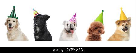 Viele verschiedene Tiere mit Partyhüten auf weißem Hintergrund, Collage Stockfoto