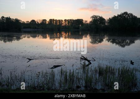 Schwemmwald am Alten Rhein bei Sonnenaufgang in Xanten, Niederrhein, Nordrhein-Westfalen Stockfoto