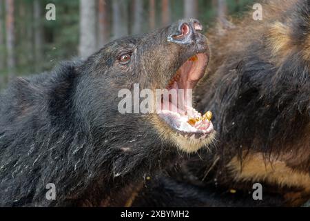 Schreiender asiatischer Schwarzbär (Ursus thibetanus), auch bekannt als indischer Schwarzbär, asiatischer Schwarzbär, Mondbär und Weißbrust. Stockfoto