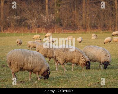 Eine große Schafherde, die friedlich auf einer grünen Wiese weidet, umgeben von Bäumen in einer frühlingshaften Landschaft, weseke, münsterland, deutschland Stockfoto