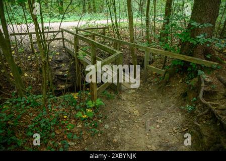 Kleine Holzbrücke in einem Waldgebiet, Gmen, münsterland, deutschland Stockfoto