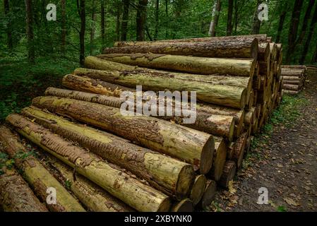 Ein hoher Baumstamm liegt ordentlich am Wegesrand, Gmen, münsterland, deutschland Stockfoto