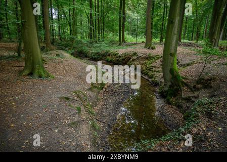 Ein kleiner Bach schlängelt sich durch einen grünen Wald, Gmen, münsterland, deutschland Stockfoto