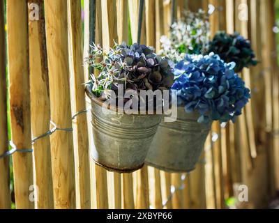 Blaue Blumen in metallischen Blumentöpfen, die an einem Holzzaun hängen, Schermbeck Nordrhein-Westfalen, Deutschland Stockfoto